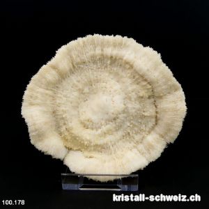 Weiße Pilzkoralle 12 cm mit Ständer. Unikat