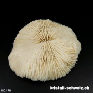 Weiße Pilzkoralle 12 cm mit Ständer. Unikat