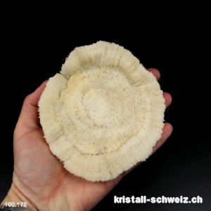 Weiße Pilzkoralle 12 cm mit Ständer. Unikat